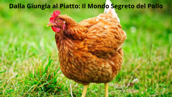 Dalla Giungla al Piatto: Il Mondo Segreto del Pollo